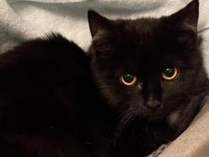 Supporting image for story: 22 adorable cats around Shropshire that are waiting for their 'forever home'