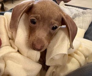 Comet was found alongside two other dogs in a cardboard box. Photo: Ravens Rescue UK