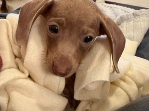 Supporting image for story: Puppy finds loving home over Christmas after being found in soaking cardboard box in Wolverhampton