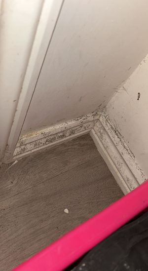 Mould inside Chloe's home