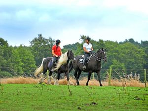 Supporting image for story: Riding centre's future threatened over Cannock Chase cattle graze plan