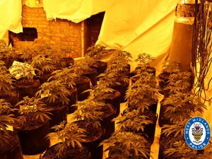 Supporting image for story: Cannabis factory discovered in disused Territorial Army building in Tipton