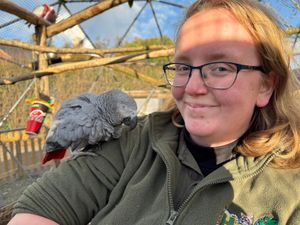 Monica the one-eyed African Grey Parrot has moved in to her new aviary ahead of
Christmas. Monica is also a flightless bird and the aviary has been adapted for her needs.
