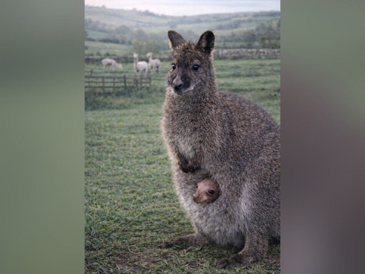 Watch: Staffordshire holiday cottages welcome an adorable new baby wallaby