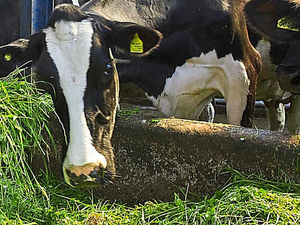 Supporting image for story: Shropshire farmer in court over cattle regulations