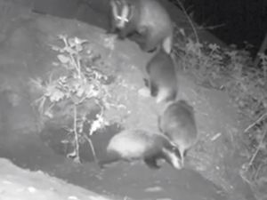 Supporting image for story: WATCH: Three baby badgers spotted at Dudley Zoo