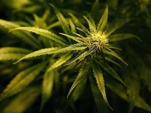 Supporting image for story: Jail for man caught growing cannabis above Wolverhampton shop