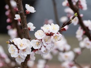 Blossom can lift people's mood, the National Trust says (Paul Harris/National Trust/PA)