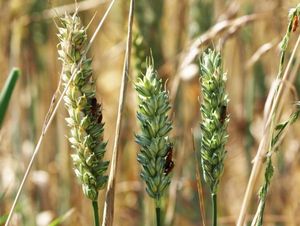 Supporting image for story: Harvest time in Shropshire celebrated in photo competition - in pictures