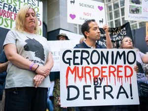 Supporting image for story: Owner of culled alpaca Geronimo demands answers from new Labour Government