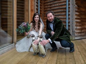 Supporting image for story: Penguin paid in fish saves the day as wedding ring-bearer for happy couple at Shropshire venue