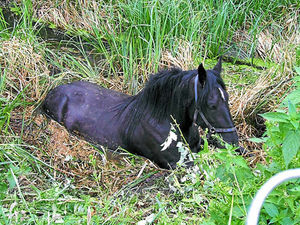 Supporting image for story: Trapped horse freed from ditch in Newport field