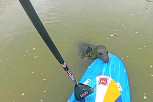 The seal enjoys a spot of surfing
