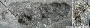 A fossil of the ‘opabiniid’ animal Mieridduryn bonniae, with a close-up of its spiny proboscis on the right.