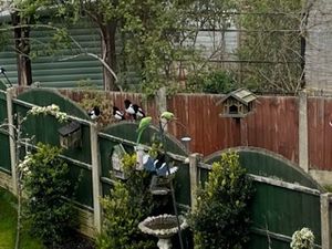 Supporting image for story: Bird watchers go flapping mad as 'wild parakeet' colony spotted
