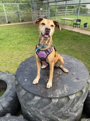 Supporting image for story: Appeal to rehome Kally the rescue dog who was left on the shelf for over a year