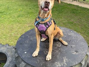 Could you rehome Kally