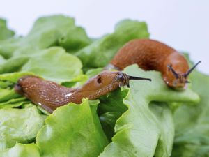 Slugs eating lettuce