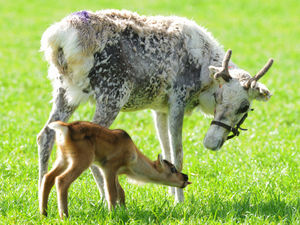 Supporting image for story: New arrivals for reindeer lodge