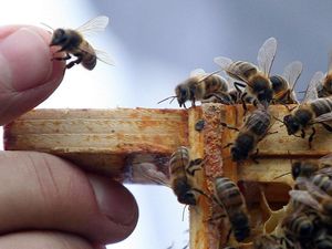 Supporting image for story: Brainy bees are whizzes at solving maths tests without using numbers – study