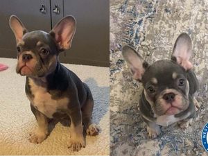 Supporting image for story: 12-week-old puppy snatched from van in Wolverhampton