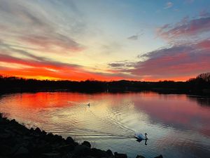 Swans under the setting sun at Priorslee Lake just off the M54, photographed by Rob Blackham