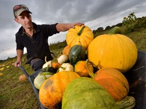 Supporting image for story: List of pumpkin picking patches across Shropshire