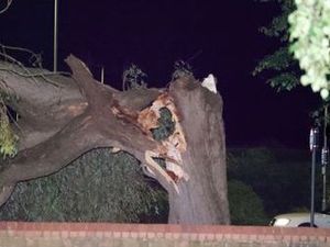 Supporting image for story: Part of 'lovely' Telford willow tree downed by wind being put to good use at zoo