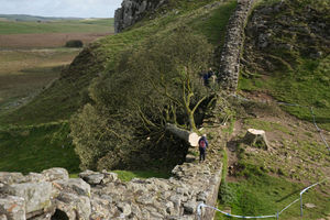 The felled Sycamore Gap tree, on Hadrian's Wall in Northumberland. Photo: Owen Humphreys/PA Wire 