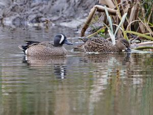 Supporting image for story: Rare blue-winged teal ducks ‘likely’ to have attempted to breed in Yorkshire