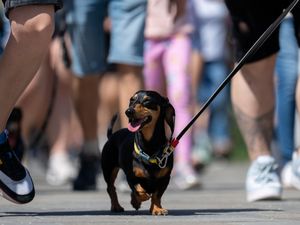 Hungary Dachshund Walk Record