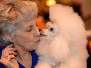 Supporting image for story: WATCH: Crufts 2016 - Exclusive behind-the-scenes video