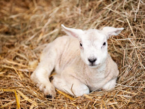 Supporting image for story: Staffordshire Farm offers children the chance to become a farmer for the day