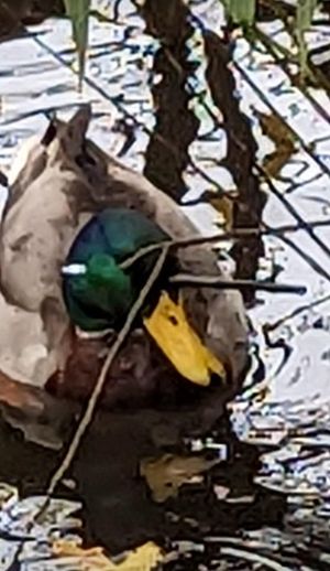 The crossbow bolt is still lodged in the mallard's head