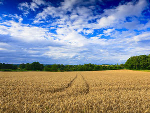 Supporting image for story: Shropshire farm in RSPB contest's final four