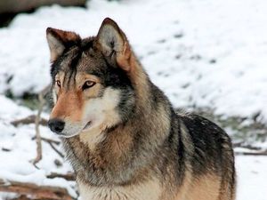 Supporting image for story: Peter Rhodes: Unfair to wolves