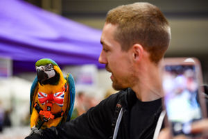 A parrot wearing a Union Jack bowtie at the National Pet Show at the NEC, Birmingham. PA Photo. Picture date: Sunday November 3, 2019.  Photo credit should read: Jacob King/PA Wire.