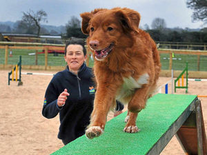 Supporting image for story: Market Drayton dog trainer celebrates first place at Crufts