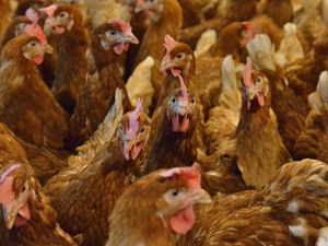 Supporting image for story: Plans for 200,000-bird chicken farm near Newtown approved