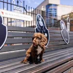 Ozzy the police puppy