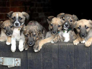 Supporting image for story: Puppies find home after E&S appeal