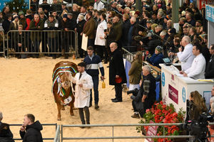 The sale of the Supreme Cattle Champion on Tuesday afternoon