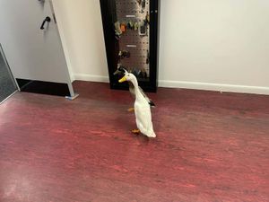 Supporting image for story: Flock of ducks make themselves at home in Nottinghamshire car dealership