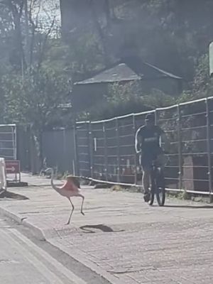 A flamingo from Dudley Zoo was spotted strolling down the main road outside