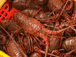 Supporting image for story: Police investigate after live lobsters are stolen from underwater storage pen