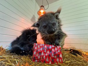 The binturong also enjoy a treat-filled Christmas morning.