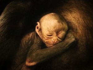 Supporting image for story: WATCH: Critically endangered spider monkey born at Dudley Zoo