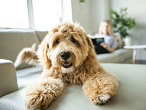 Supporting image for story: Shropshire Star comment: The year we were forced to focus on what really matters