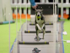Supporting image for story: Jumping dogs and dapper parrots among stars at Birmingham's National Pet Show - in pictures