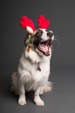 Seven Christmas foods dangerous to dogs